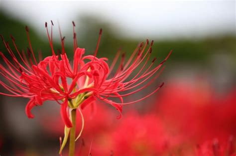 彼岸花 開花|彼岸花（ヒガンバナ）ってどんな花？別名や赤・黄色・白の花言。